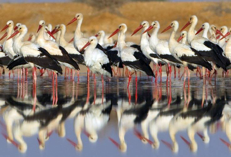 The Artists For Nature Dead Sea Project Makes TV Headlines