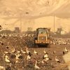 Champions of the dump – White Storks