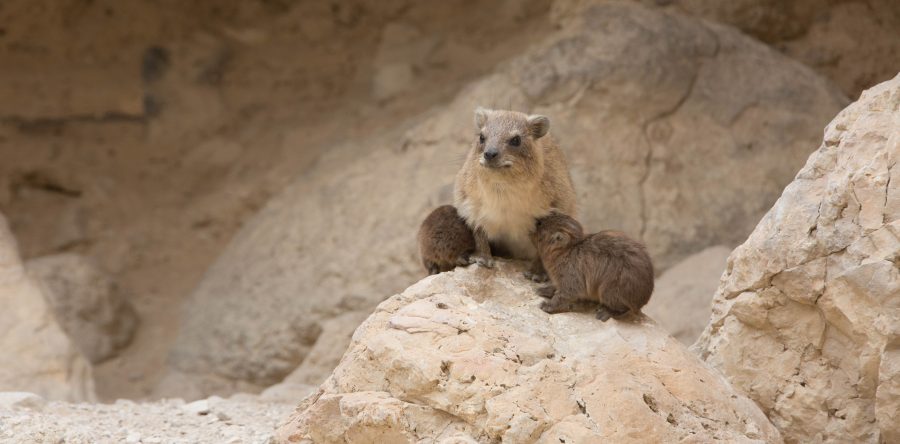 From Deserts to Wetlands