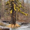 ANF in Alaska: an afternoon at Power Creek