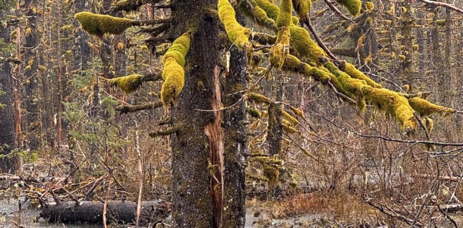 ANF in Alaska: an afternoon at Power Creek