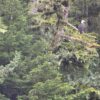 ANF in Alaska 2: Day 4 August 25th