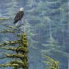 ANF’s Artists visit Alaska again, update