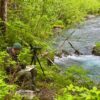 Back to the Wild: ANF’s Artists visit Alaska again